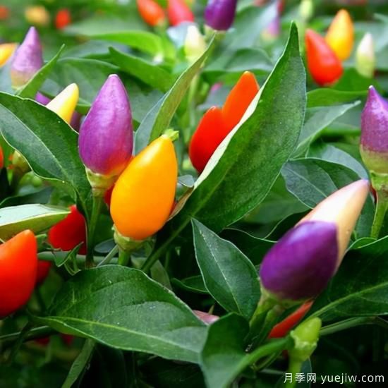 100種常見花卉的栽培大全，送給愛養(yǎng)花的你(圖77)