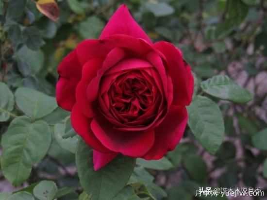 35個(gè)奧斯汀官方推薦的月季品種，抗病強(qiáng)長(zhǎng)勢(shì)好開花多花友必選(圖25)