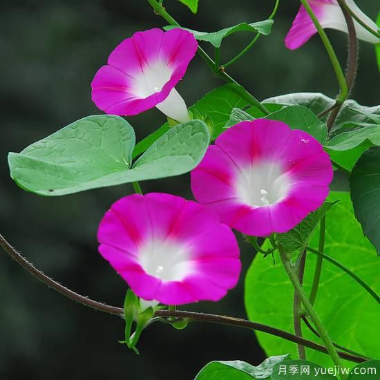 100種常見花卉的栽培大全，送給愛養(yǎng)花的你(圖78)