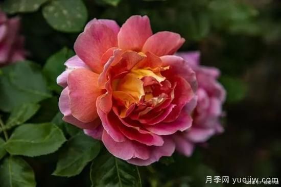 月季復壯很簡單，做好3件事新枝粗壯開花多(圖2)