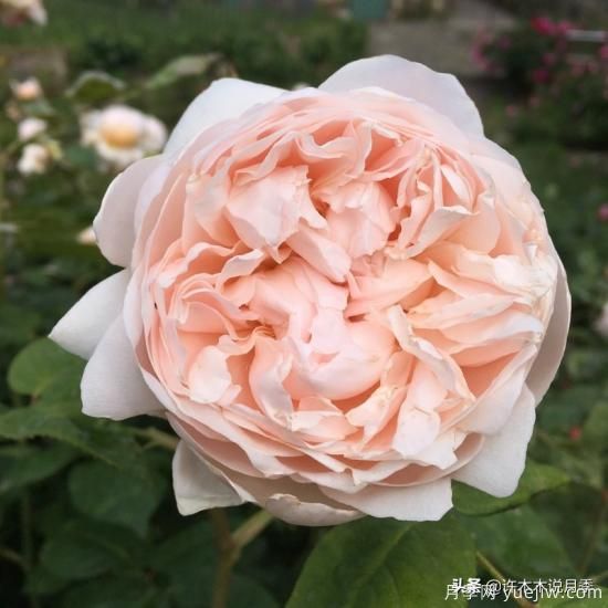 35個(gè)奧斯汀官方推薦的月季品種，抗病強(qiáng)長(zhǎng)勢(shì)好開花多花友必選(圖27)