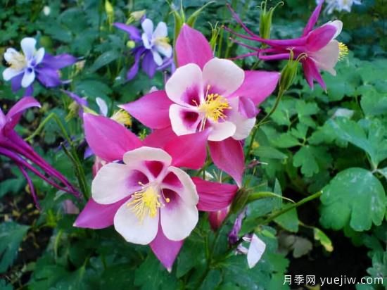 100種常見花卉的栽培大全，送給愛養(yǎng)花的你(圖81)