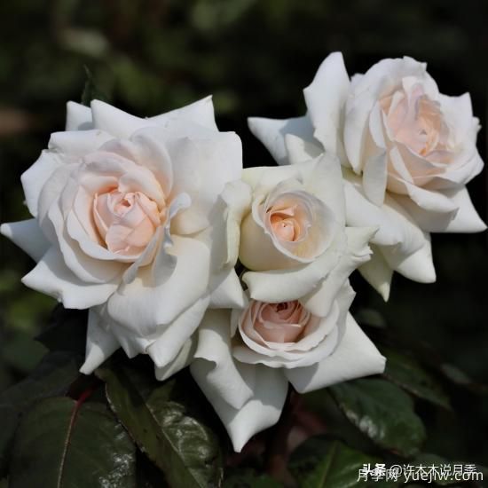 35個(gè)奧斯汀官方推薦的月季品種，抗病強(qiáng)長(zhǎng)勢(shì)好開花多花友必選(圖26)