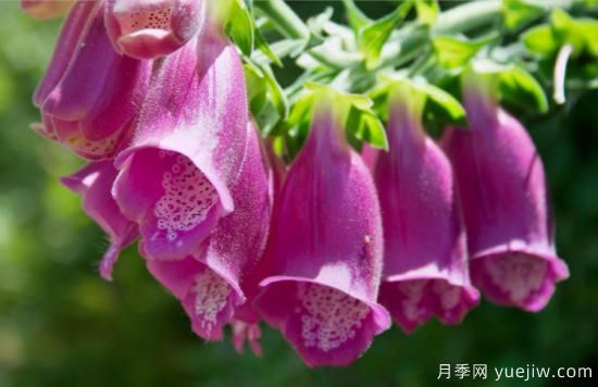 100種常見花卉的栽培大全，送給愛養(yǎng)花的你(圖80)