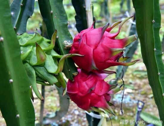 100種常見花卉的栽培大全，送給愛養(yǎng)花的你(圖82)