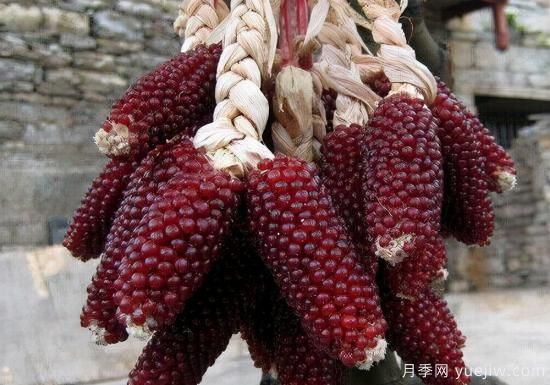 100種常見花卉的栽培大全，送給愛養(yǎng)花的你(圖83)