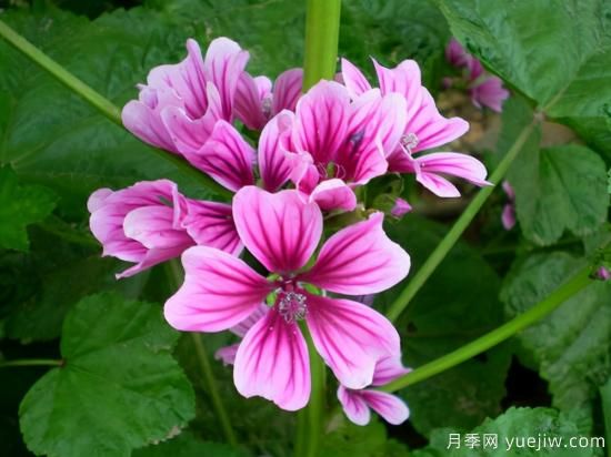 100種常見花卉的栽培大全，送給愛養(yǎng)花的你(圖84)