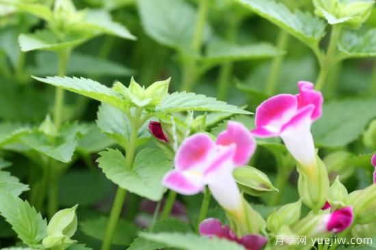 100種常見花卉的栽培大全，送給愛養(yǎng)花的你(圖85)