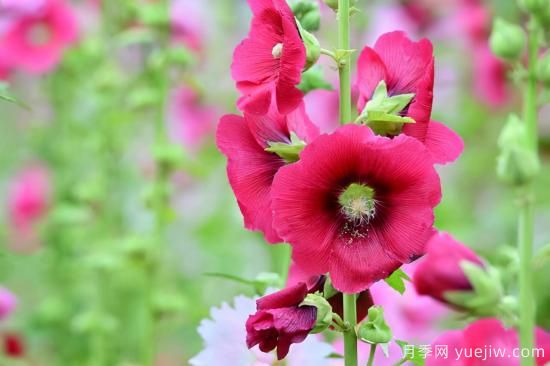 100種常見花卉的栽培大全，送給愛養(yǎng)花的你(圖86)