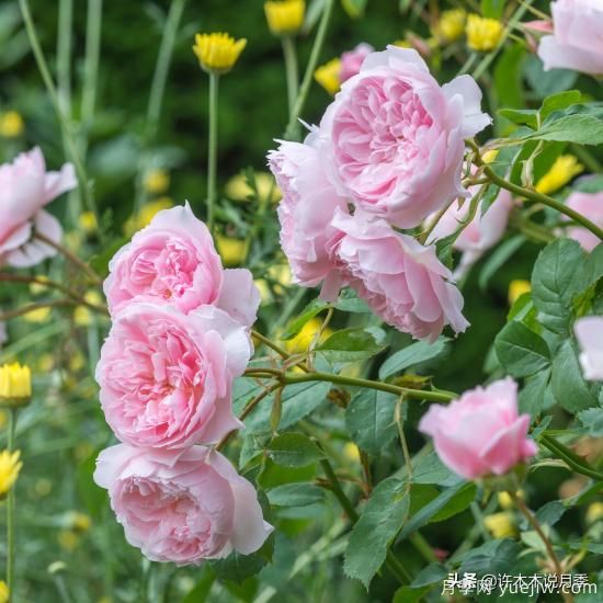 35個(gè)奧斯汀官方推薦的月季品種，抗病強(qiáng)長(zhǎng)勢(shì)好開花多花友必選(圖29)