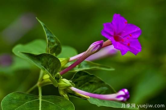 100種常見花卉的栽培大全，送給愛養(yǎng)花的你(圖88)