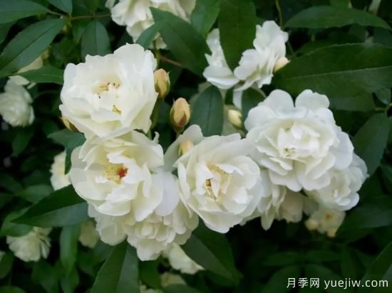 綠籬，讓你的花園與眾不同！(圖4)