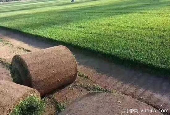 冬天想要綠草如茵，可以試試這幾種草坪(圖1)
