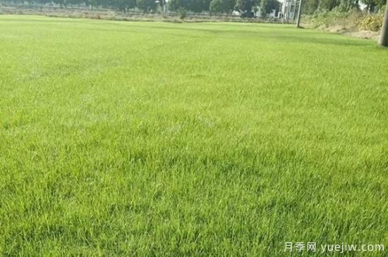 冬天想要綠草如茵，可以試試這幾種草坪(圖5)