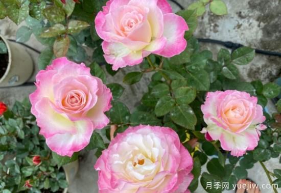 六翼天使月季，濃香高顏值分支多開花勤(圖3)