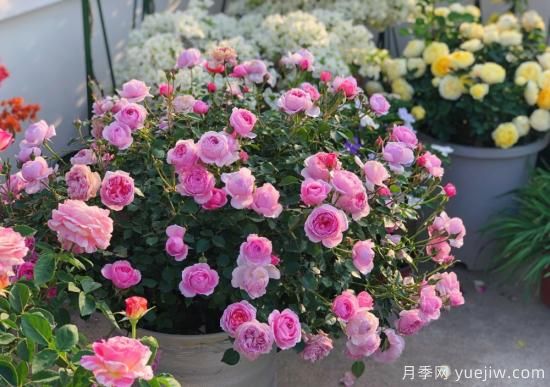 入秋養(yǎng)月季推薦5個品種，耐熱耐寒抗性強開花美(圖1)
