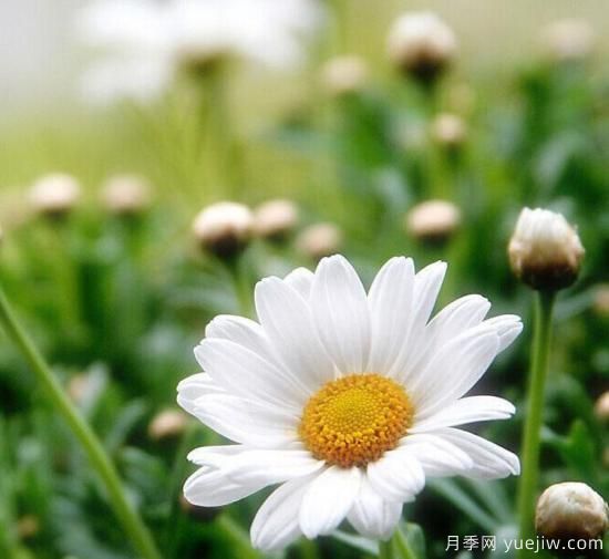 100種常見花卉的栽培大全，送給愛養(yǎng)花的你(圖90)