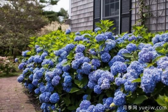 繡球秋季養(yǎng)護(hù)方法，明年春枝繁葉茂開(kāi)爆花(圖1)