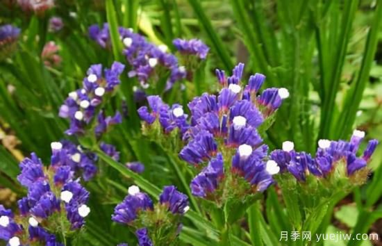 100種常見花卉的栽培大全，送給愛養(yǎng)花的你(圖92)