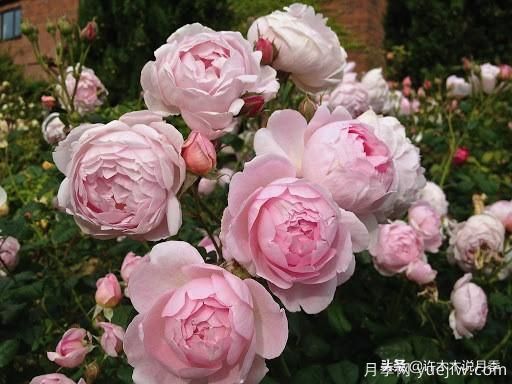 35個(gè)奧斯汀官方推薦的月季品種，抗病強(qiáng)長(zhǎng)勢(shì)好開花多花友必選(圖34)