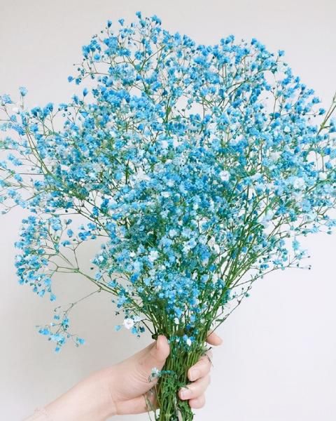 100種常見花卉的栽培大全，送給愛養(yǎng)花的你(圖93)
