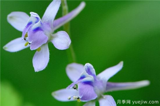 100種常見花卉的栽培大全，送給愛養(yǎng)花的你(圖94)