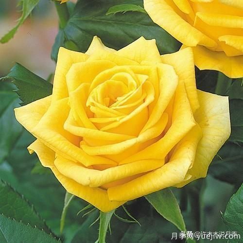 35個(gè)奧斯汀官方推薦的月季品種，抗病強(qiáng)長(zhǎng)勢(shì)好開花多花友必選(圖35)