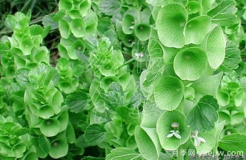100種常見花卉的栽培大全，送給愛養(yǎng)花的你(圖97)