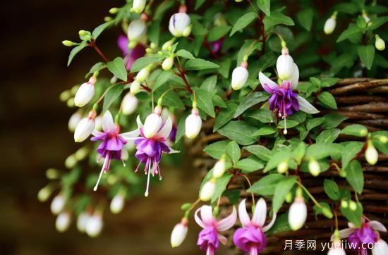 10種嬌艷奪目的花卉，驚艷你的花園(圖2)