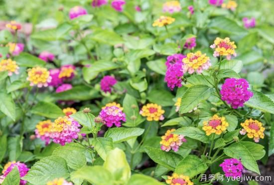 10種嬌艷奪目的花卉，驚艷你的花園(圖3)