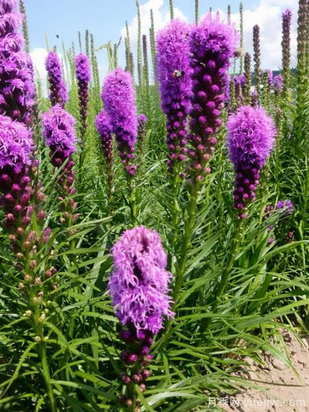100種常見花卉的栽培大全，送給愛養(yǎng)花的你(圖98)