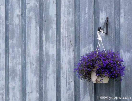 10種嬌艷奪目的花卉，驚艷你的花園(圖4)