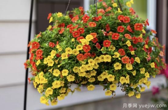 10種嬌艷奪目的花卉，驚艷你的花園(圖5)