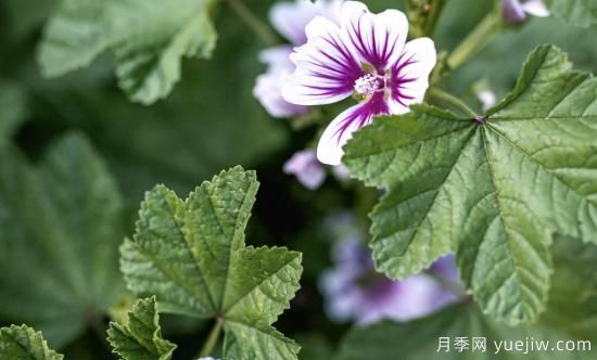 10種嬌艷奪目的花卉，驚艷你的花園(圖6)