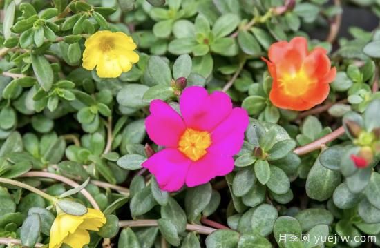 10種嬌艷奪目的花卉，驚艷你的花園(圖7)