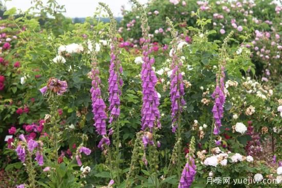 10種嬌艷奪目的花卉，驚艷你的花園(圖8)