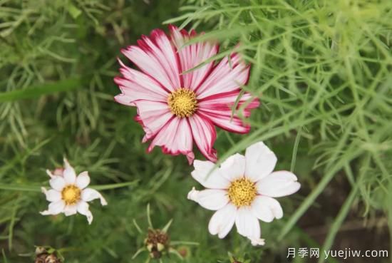 10種嬌艷奪目的花卉，驚艷你的花園(圖9)