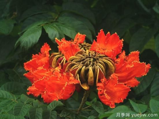 火焰樹，花如星星之火燎于翠葉的樹種(圖3)