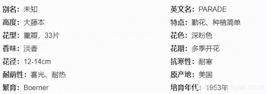推薦高顏值且好養(yǎng)的10個藤本月季，看一眼就愛上(圖2)
