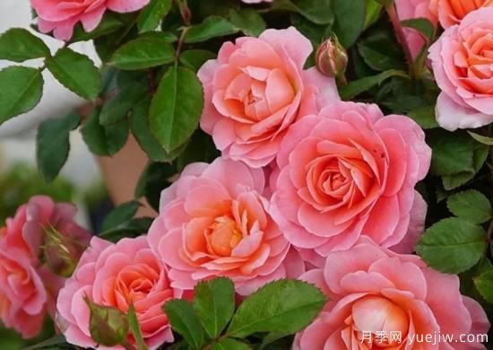 11月養(yǎng)灌木月季，在室內(nèi)天冷照樣開(kāi)花(圖1)