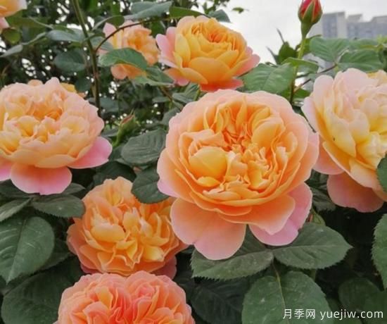 11月養(yǎng)灌木月季，在室內(nèi)天冷照樣開(kāi)花(圖2)