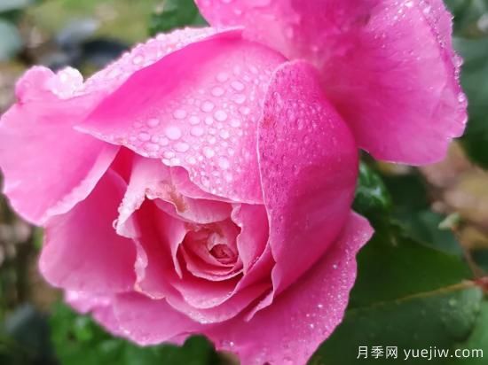 推薦高顏值且好養(yǎng)的10個藤本月季，看一眼就愛上(圖9)