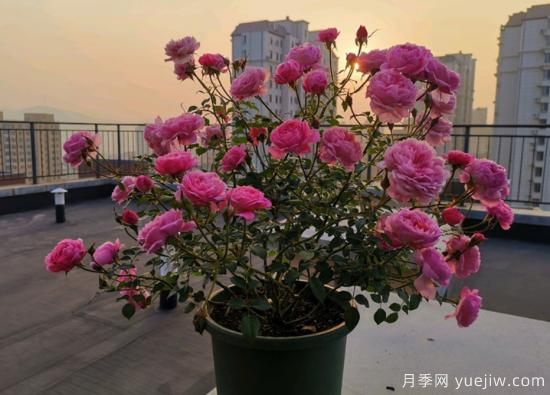 11月養(yǎng)灌木月季，在室內(nèi)天冷照樣開(kāi)花(圖3)