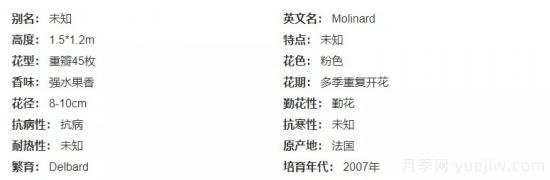 推薦高顏值且好養(yǎng)的10個藤本月季，看一眼就愛上(圖10)