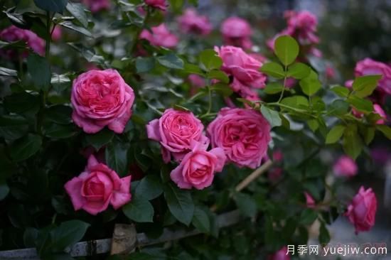 推薦高顏值且好養(yǎng)的10個藤本月季，看一眼就愛上(圖11)