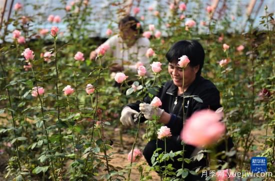 滄州獻(xiàn)縣：冬日大棚鮮花開(圖2)