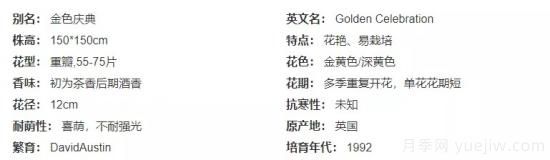 推薦高顏值且好養(yǎng)的10個藤本月季，看一眼就愛上(圖14)