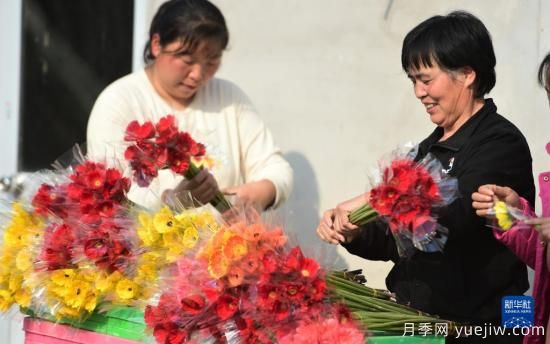 滄州獻(xiàn)縣：冬日大棚鮮花開(圖3)