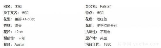 推薦高顏值且好養(yǎng)的10個藤本月季，看一眼就愛上(圖16)
