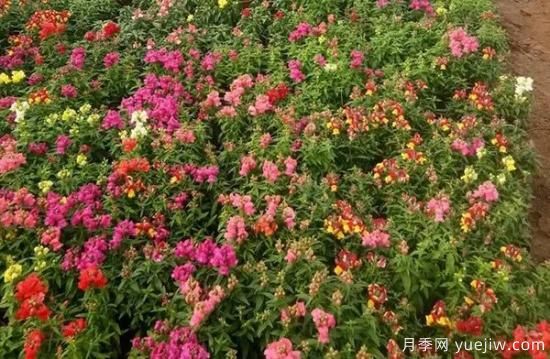 需求量大的花鏡植物，極具藝術感(圖1)